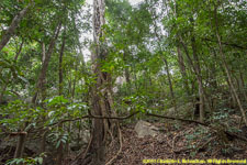 strangler fig